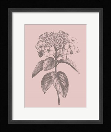 Framed Viburnum Blush Pink Flower Print