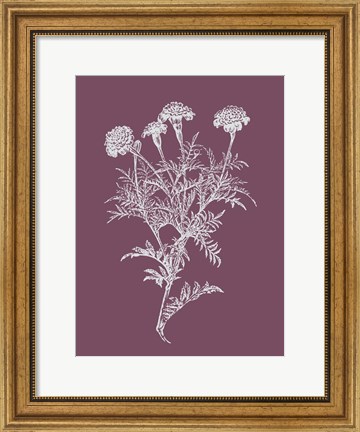 Framed Tagetes Patula Purple Flower Print