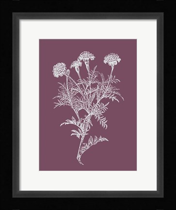 Framed Tagetes Patula Purple Flower Print