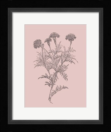 Framed Tagetes Patula Blush Pink Flower Print