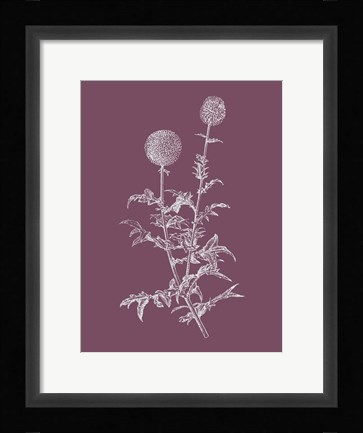 Framed Echinopos Purple Flower Print