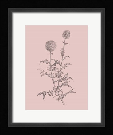 Framed Echinopos Blush Pink Flower Print