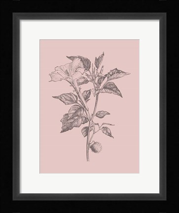 Framed Datura Blush Pink Flower Print
