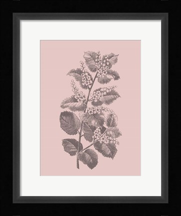 Framed Cerasus Blush Pink Flower Print