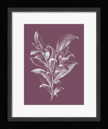 Framed Visnea Purple Flower Print