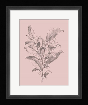 Framed Visnea Blush Pink Flower Print