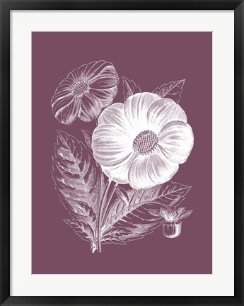 Framed Single Dahlias Purple Flower Print