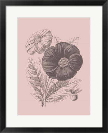 Framed Single Dahlias Blush Pink Flower Print