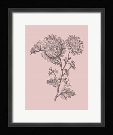 Framed Small Anemone Blush Pink Flower Print