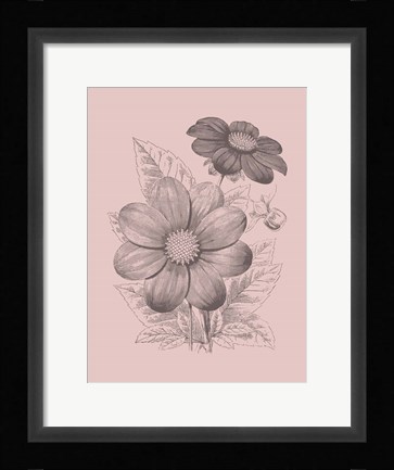 Framed Dahlias Blush Pink Flower Print
