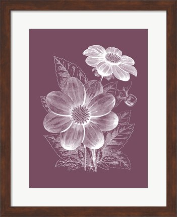 Framed Dahlias Purple Flower Print