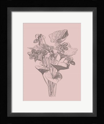 Framed Viola Cucullate Blush Pink Flower Print