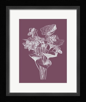 Framed Viola Cucullate Purple Flower Print