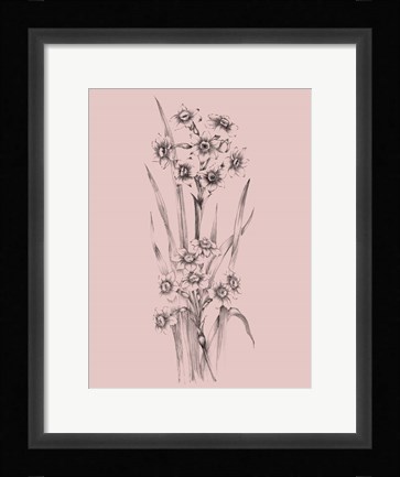Framed Blush Pink Flower Sketch I Print