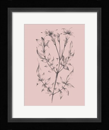 Framed Blush Pink Flower Sketch II Print