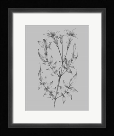 Framed Flower Sketch II Print