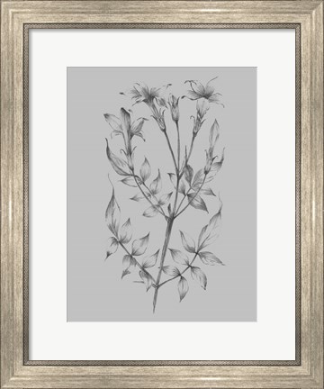 Framed Flower Sketch II Print