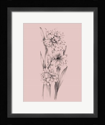Framed Blush Pink Flower Sketch III Print