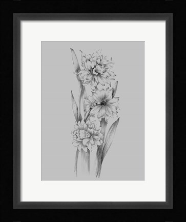 Framed Flower Sketch III Print