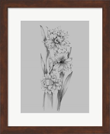 Framed Flower Sketch III Print