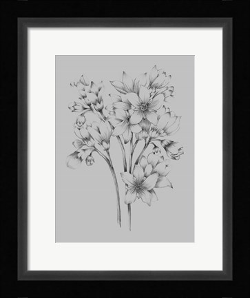 Framed Flower Drawing Print