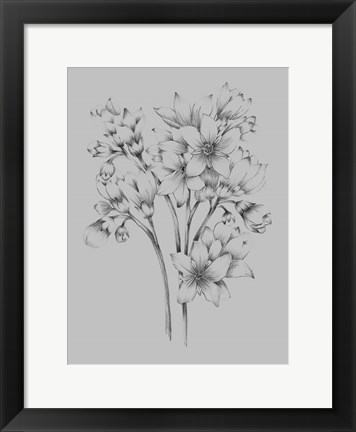 Framed Flower Drawing Print