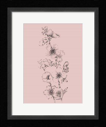 Framed Blush Pink Flower Drawing I Print