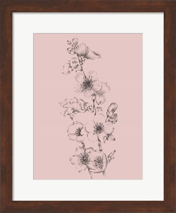 Framed Blush Pink Flower Drawing I Print