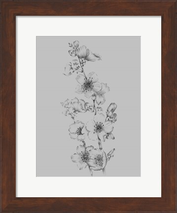 Framed Flower Drawing I Print