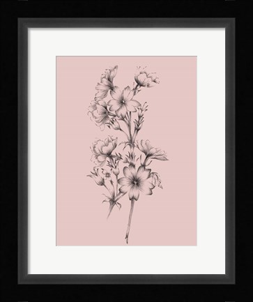 Framed Blush Pink Flower Drawing II Print