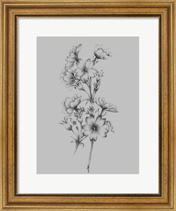 Framed Flower Drawing II Print