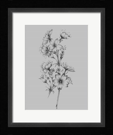 Framed Flower Drawing II Print