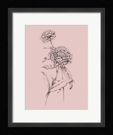Framed Blush Pink Flower Drawing III Print