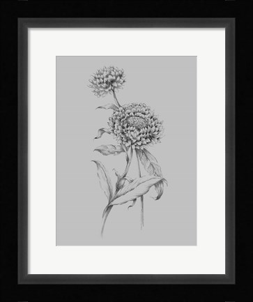 Framed Flower Drawing III Print