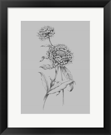 Framed Flower Drawing III Print