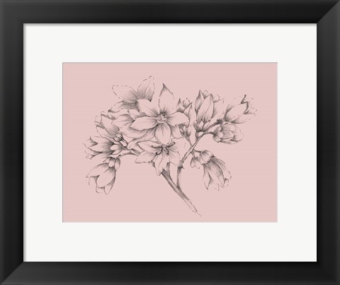 Framed Blush Pink Flower Illustration Print