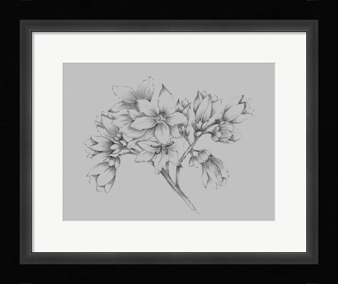 Framed Flower Illustration Print