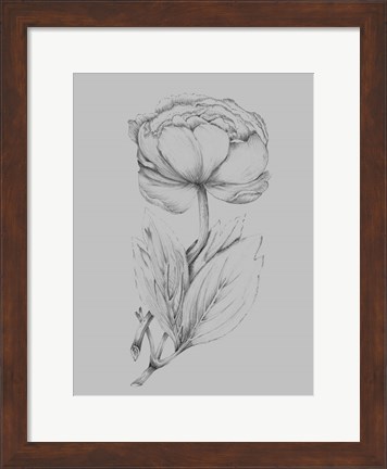 Framed Flower Illustration I Print