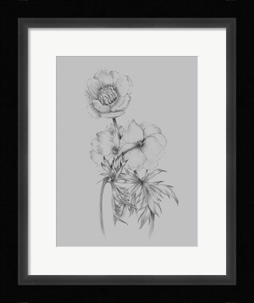 Framed Flower Illustration II Print