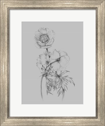 Framed Flower Illustration II Print