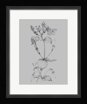 Framed Grey Flower Sketch I Print