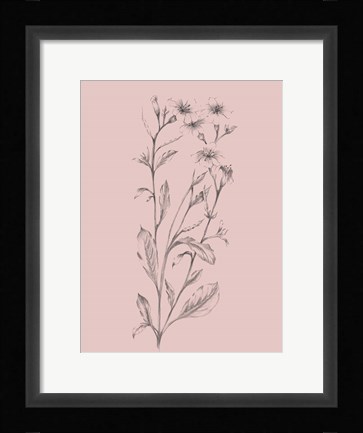 Framed Pink Flower Sketch Illustration Print