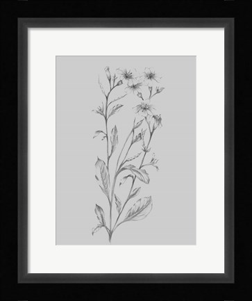 Framed Grey Flower Sketch Illustration Print