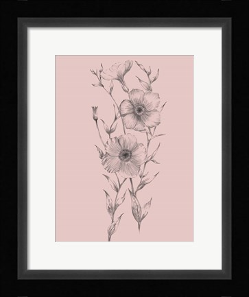 Framed Pink Flower Sketch Illustration I Print