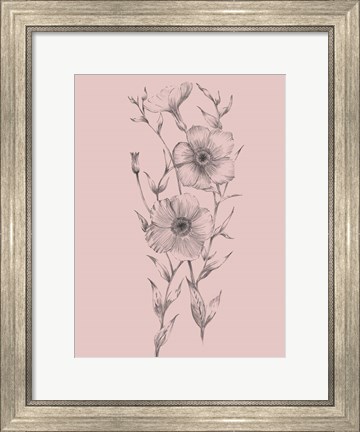 Framed Pink Flower Sketch Illustration I Print
