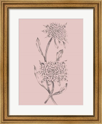 Framed Pink Flower Sketch Illustration II Print