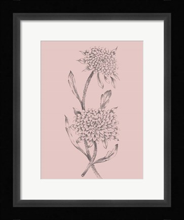 Framed Pink Flower Sketch Illustration II Print