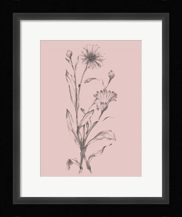 Framed Pink Flower Sketch Illustration III Print