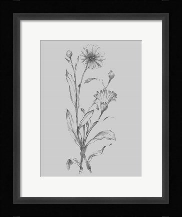 Framed Grey Flower Sketch Illustration III Print