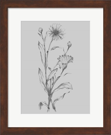 Framed Grey Flower Sketch Illustration III Print
